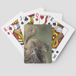 Eastern Gray Squirrel, or grey squirrel Poker Cards
