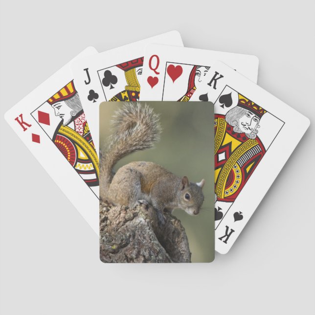 Eastern Gray Squirrel, or grey squirrel Poker Cards (Back)