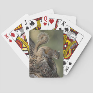 Eastern Gray Squirrel, or grey squirrel Poker Cards