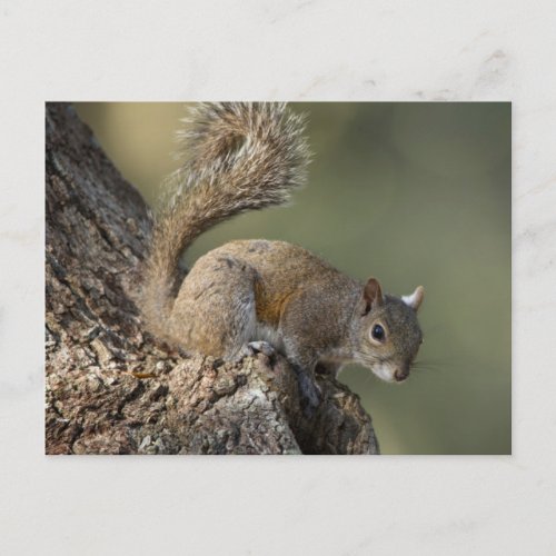 Eastern Gray Squirrel or grey squirrel Postcard