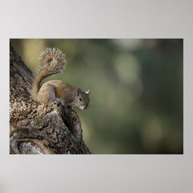 Eastern Gray Squirrel, or grey squirrel Poster (Front)