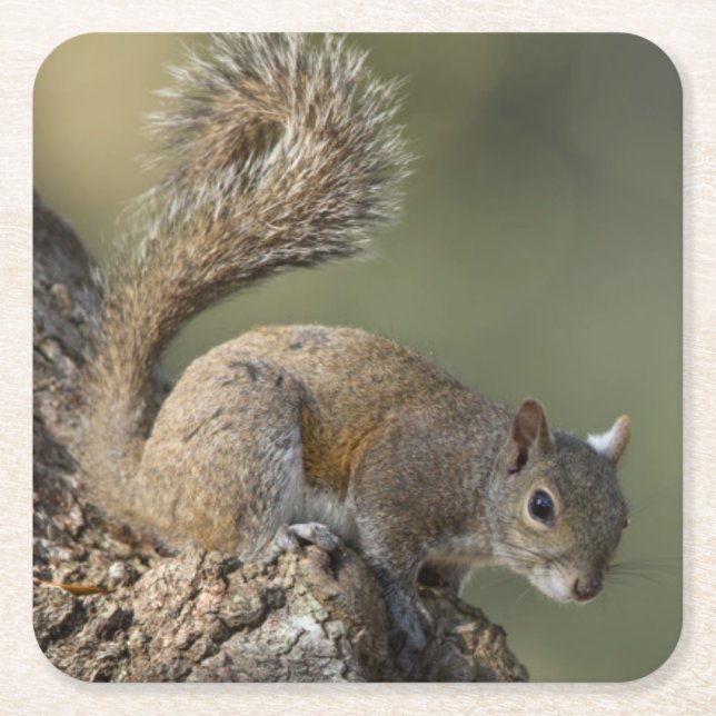 Eastern Gray Squirrel, or grey squirrel Square Paper Coaster (Front)
