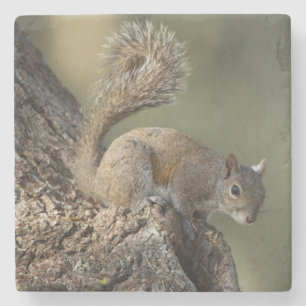 Eastern Gray Squirrel, or grey squirrel Stone Coaster