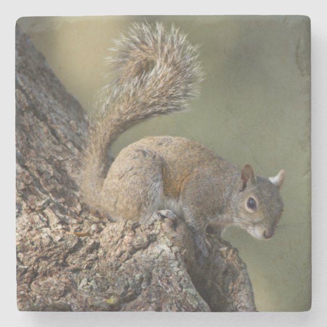 Eastern Gray Squirrel, or grey squirrel Stone Coaster (Front)