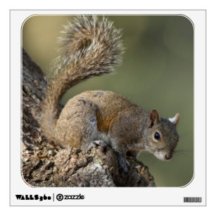 Eastern Gray Squirrel, or grey squirrel Wall Sticker