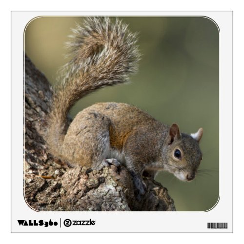 Eastern Gray Squirrel or grey squirrel Wall Sticker