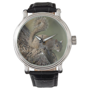 Eastern Gray Squirrel, or grey squirrel Watch