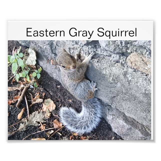 Eastern Gray Squirrel Photo Print (Front)