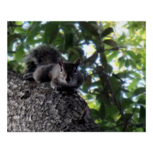 Eastern Gray Squirrel Posing in a Live Oak Tree Poster