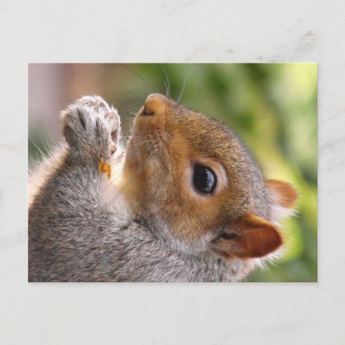 Eastern Gray Squirrel Postcard