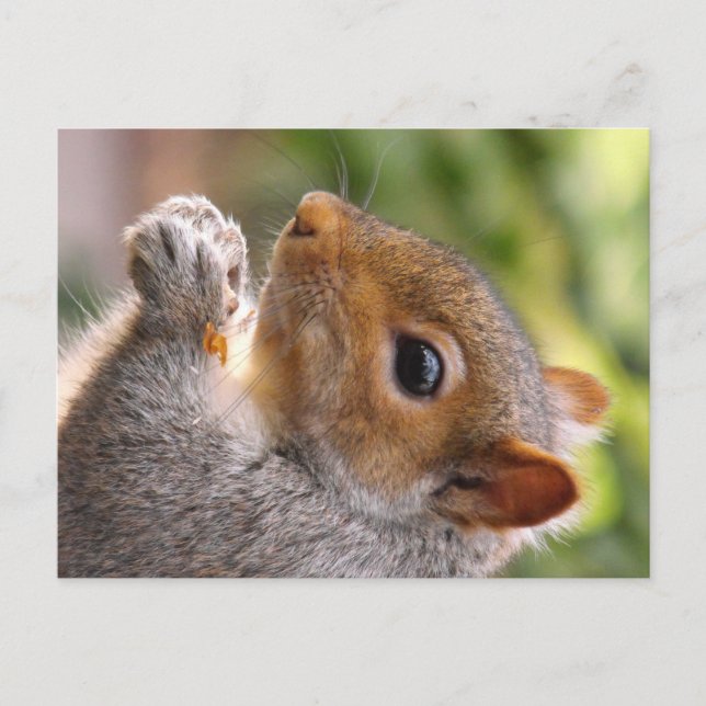 Eastern Gray Squirrel Postcard (Front)