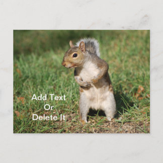 Eastern Gray Squirrel postcard