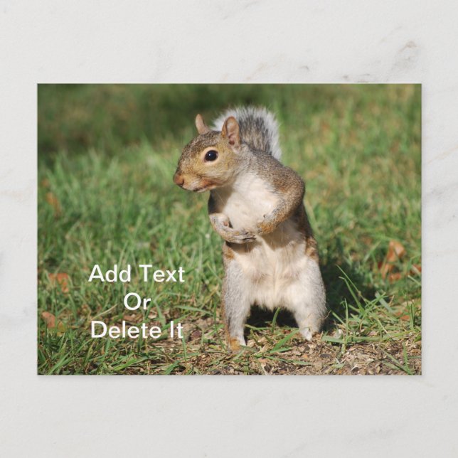 Eastern Gray Squirrel postcard (Front)