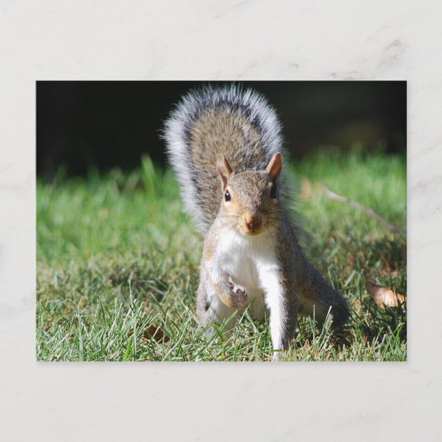 Eastern Gray Squirrel postcard (Front)
