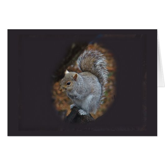 Eastern Gray Squirrel - Sciurus carolinensis Cards (Front Horizontal)