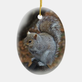 Eastern Gray Squirrel - Sciurus Carolinensis Ceramic Ornament by CarolsCamera at Zazzle