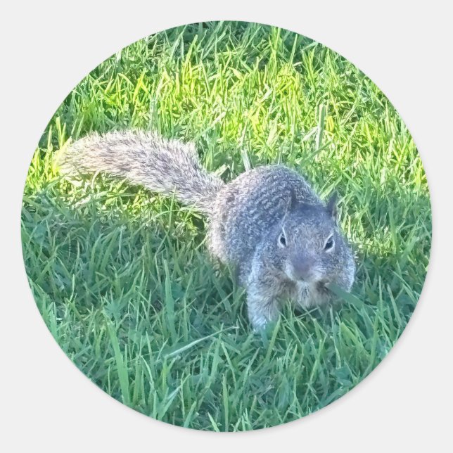 Eastern Gray Squirrel (Sciurus carolinensis) Classic Round Sticker (Front)