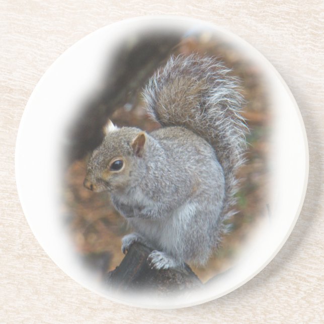 Eastern Gray Squirrel - Sciurus carolinensis Coaster (Front)