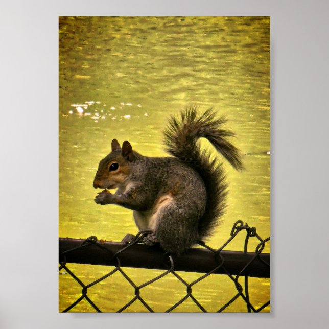 Eastern gray squirrel (Sciurus carolinensis)  Poster (Front)