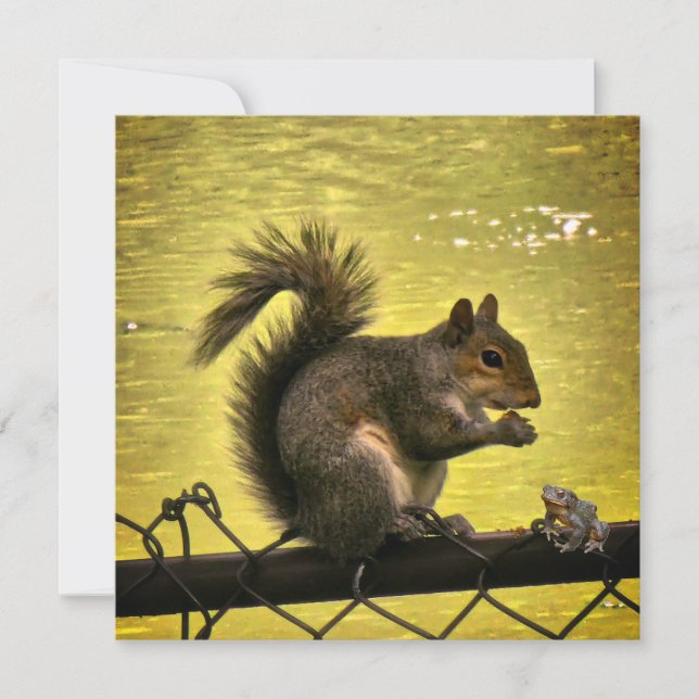 Eastern gray squirrel (Sciurus carolinensis)  Save The Date (Front)