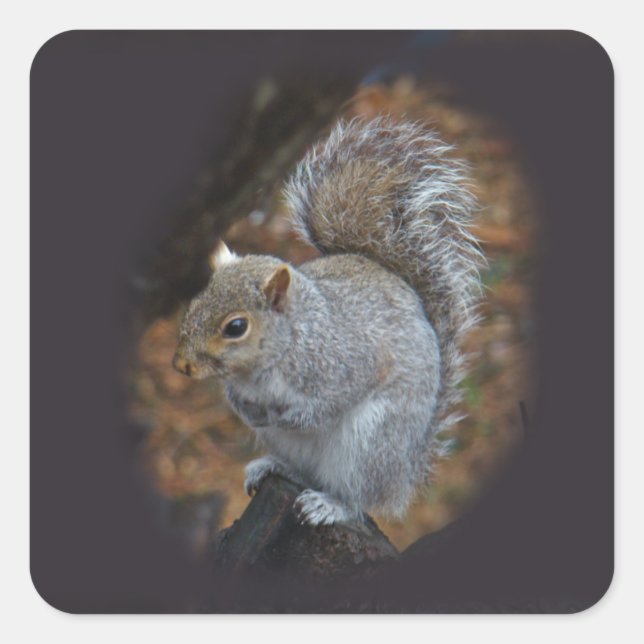 Eastern Gray Squirrel - Sciurus carolinensis Square Sticker (Front)