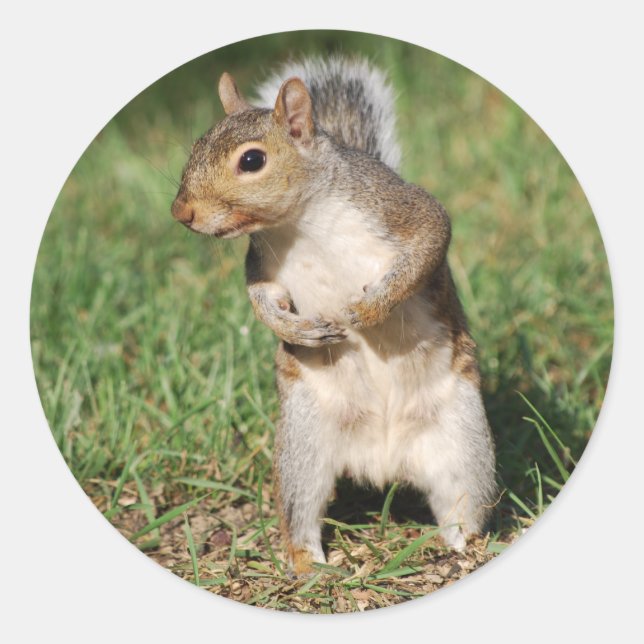 Eastern Gray Squirrel sticker (Front)