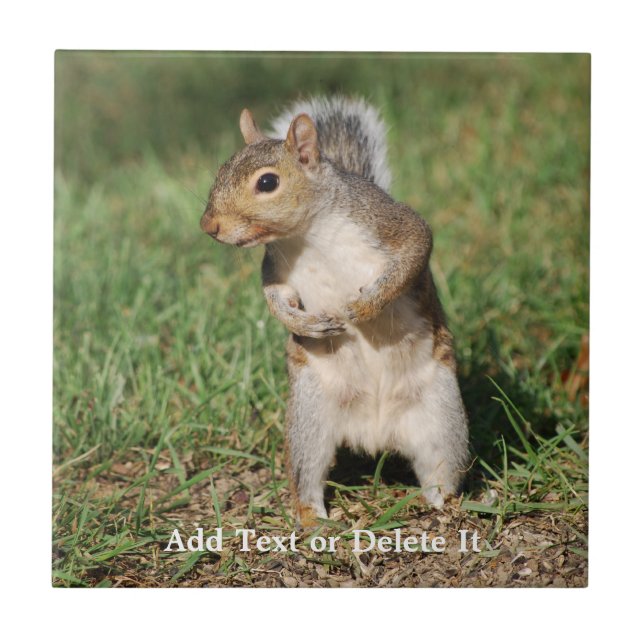 Eastern Gray Squirrel tile (Front)