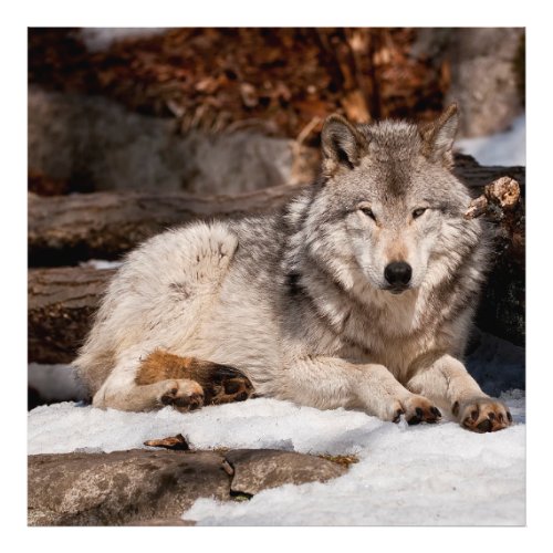 Eastern Gray Wolf Photo Print