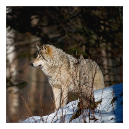 Eastern Gray Wolf Photo Print