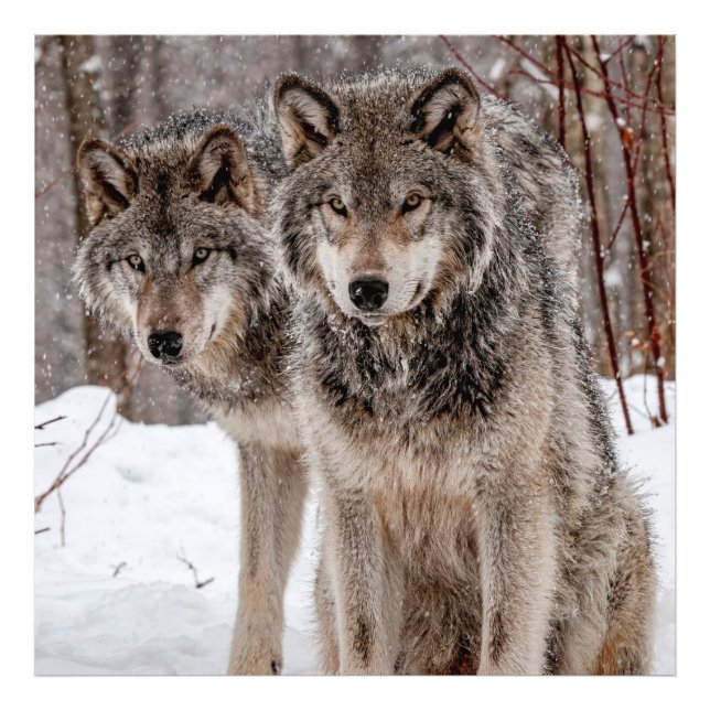 Eastern Gray Wolf  Photo Print (Front)