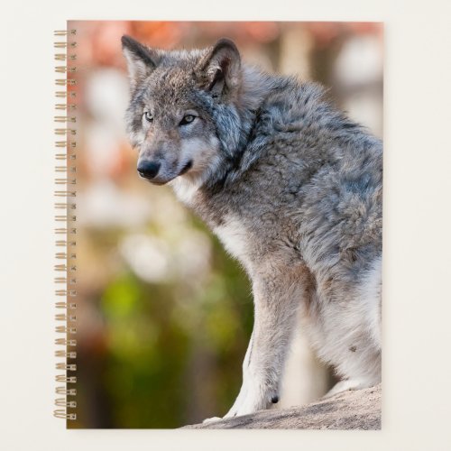 Eastern Gray Wolf  Planner