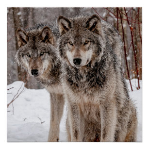 Eastern Gray Wolf Poster