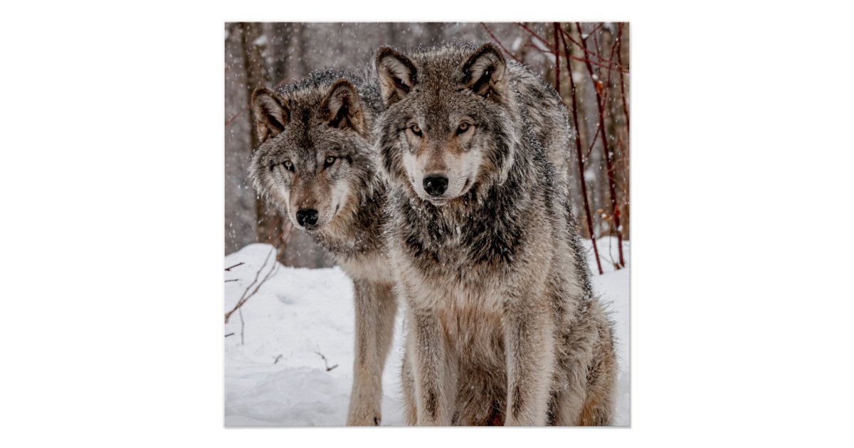 Eastern Gray Wolf Poster | Zazzle