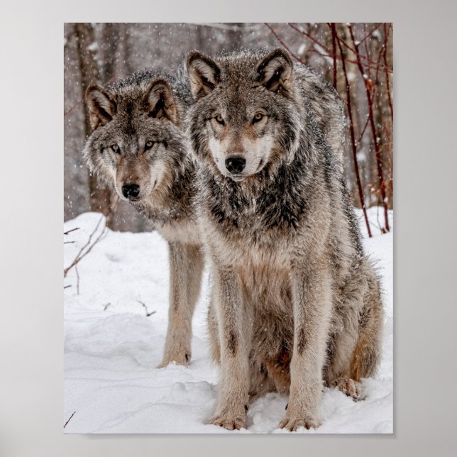 Eastern Gray Wolf Poster (Front)