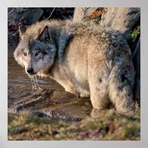 Eastern Gray Wolf Poster