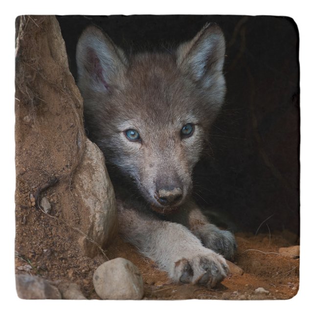 Eastern Gray Wolf Trivet (Front)