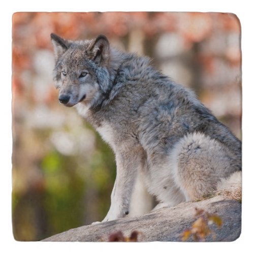 Eastern Gray Wolf Trivet