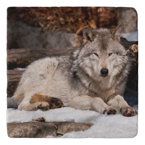 Eastern Gray Wolf Trivet