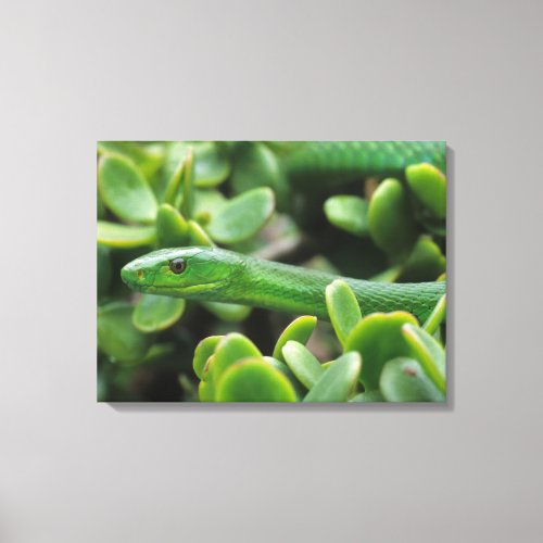 Eastern Green Mamba Dendroaspis Angusticeps Canvas Print