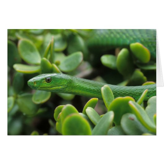 Eastern Green Mamba (Dendroaspis Angusticeps) Cards (Front Horizontal)