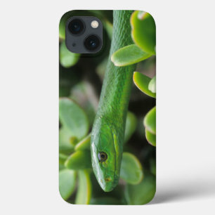 Eastern Green Mamba (Dendroaspis Angusticeps) iPhone 13 Case