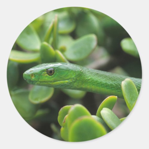 Eastern Green Mamba Dendroaspis Angusticeps Classic Round Sticker