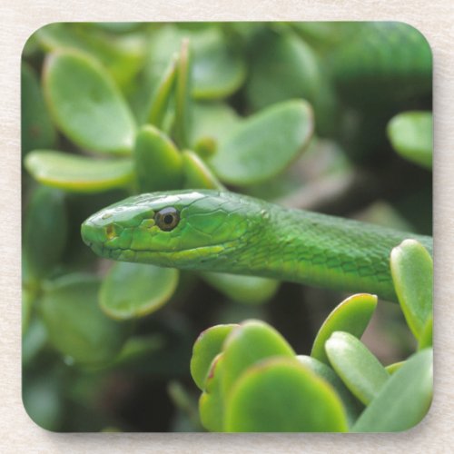 Eastern Green Mamba Dendroaspis Angusticeps Drink Coaster