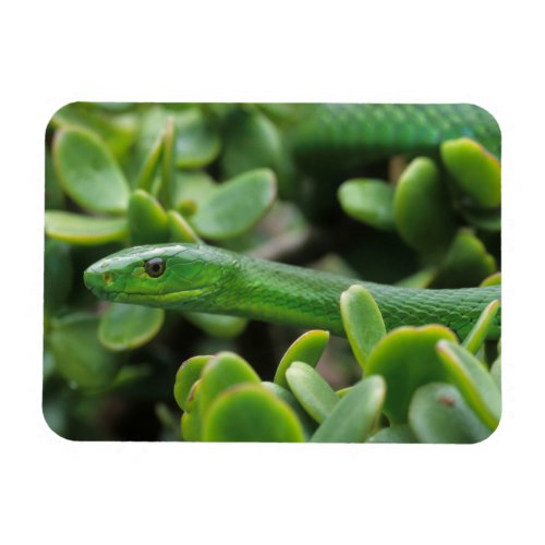 Eastern Green Mamba Dendroaspis Angusticeps Magnet