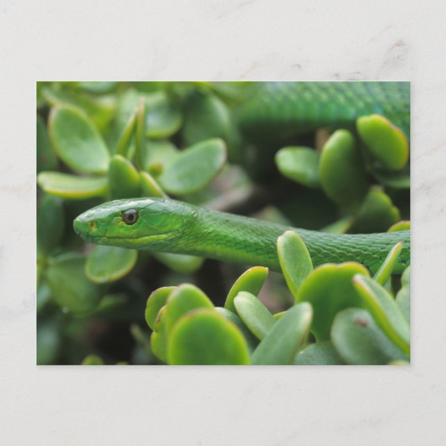 Eastern Green Mamba (Dendroaspis Angusticeps) Postcard (Front)