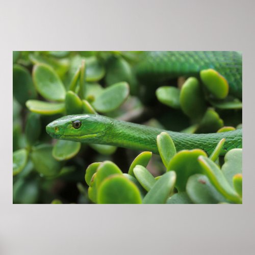 Eastern Green Mamba Dendroaspis Angusticeps Poster