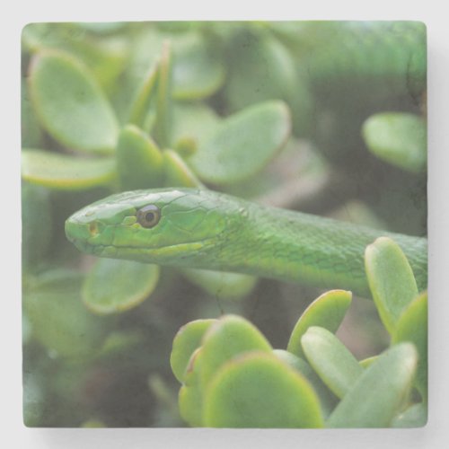 Eastern Green Mamba Dendroaspis Angusticeps Stone Coaster