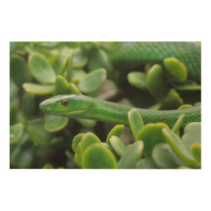 Eastern Green Mamba (Dendroaspis Angusticeps) Wood Wall Decor