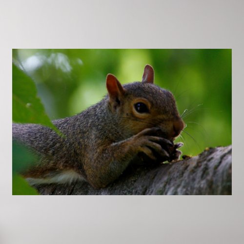Eastern Grey Squirrel Eating a Nut Poster
