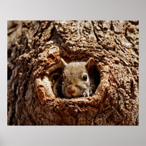 Eastern Grey Squirrel in a Hole 16x20 Poster